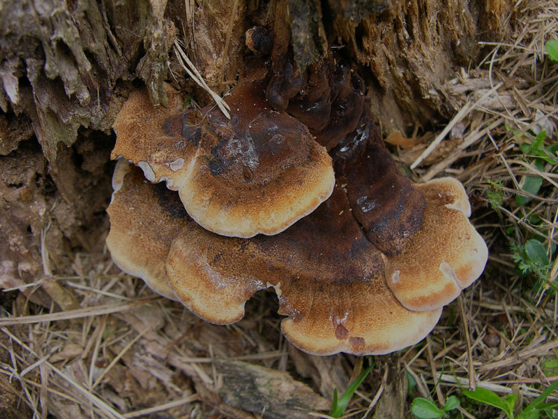 Ischnoderma benzoinum.